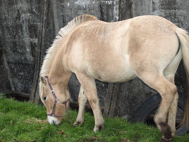 Fjordhest Østermark bine - Græsse græsse billede 14