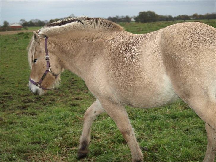 Fjordhest Østermark bine billede 15
