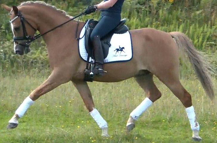 Hollandsk Sportspony Egano  billede 2