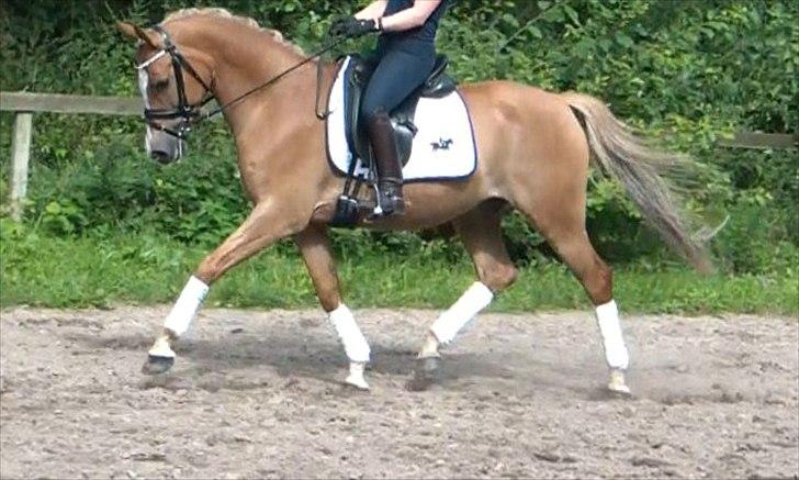 Hollandsk Sportspony Egano  billede 4