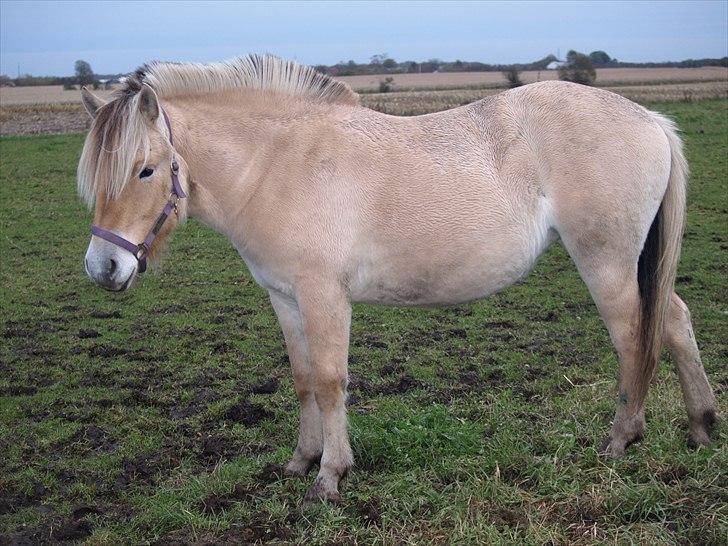 Fjordhest Østermark bine billede 16
