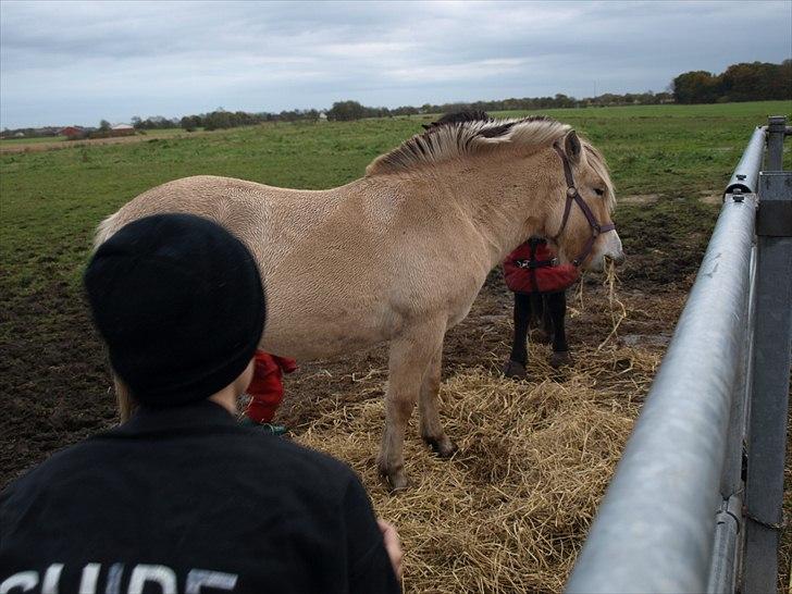 Fjordhest Østermark bine billede 17