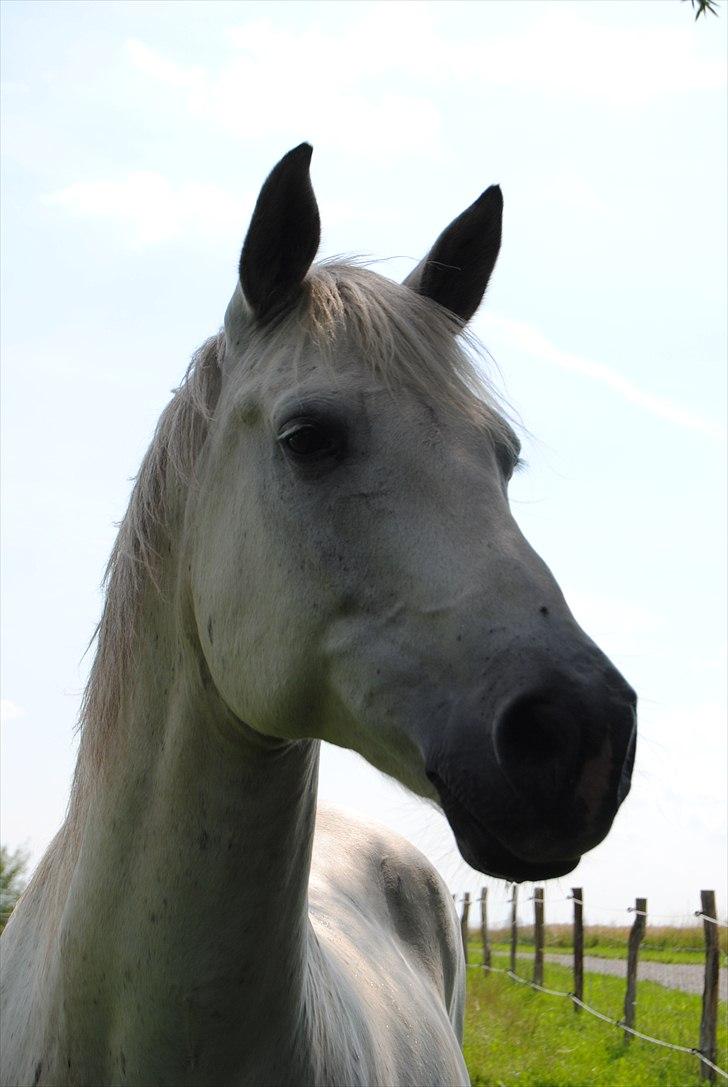 Anden særlig race Karlsbjerggårs´s Shadow A - 18 # Shadow i sommers. Foto: Cille M billede 15