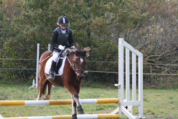 DSP Bæklunds Maxi  billede 2