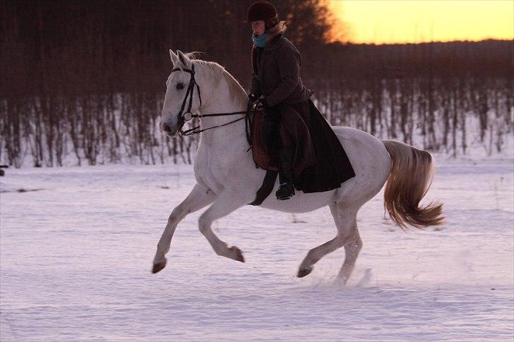 Lipizzaner Conversano Aranka  billede 8