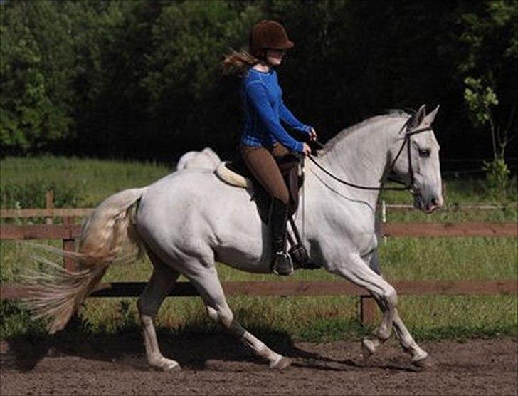 Lipizzaner Conversano Aranka  billede 9