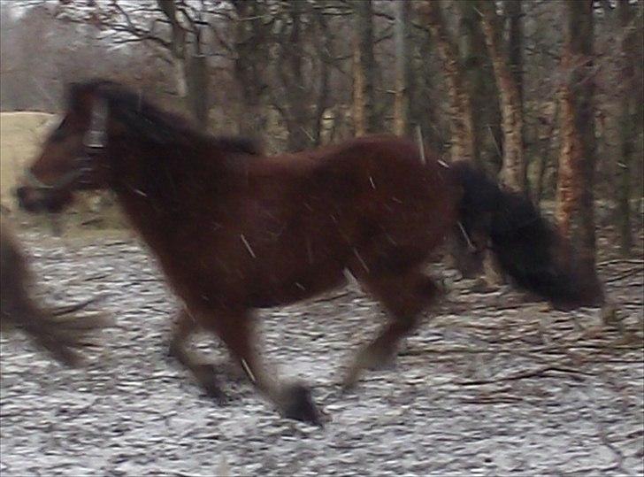 DSP Bæklunds Maxi  billede 3