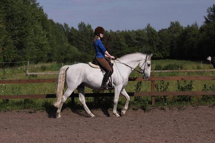Lipizzaner Conversano Aranka  billede 13