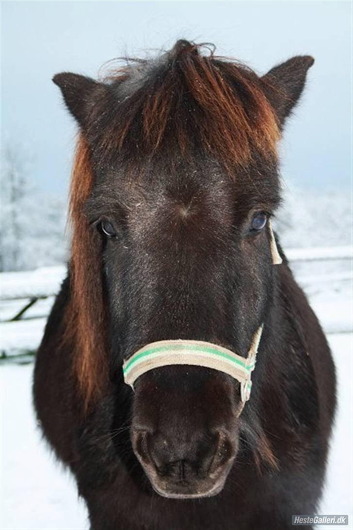 Islænder Illur fra Reskelund2  - ååh, hvor nuttet tutti billede 19