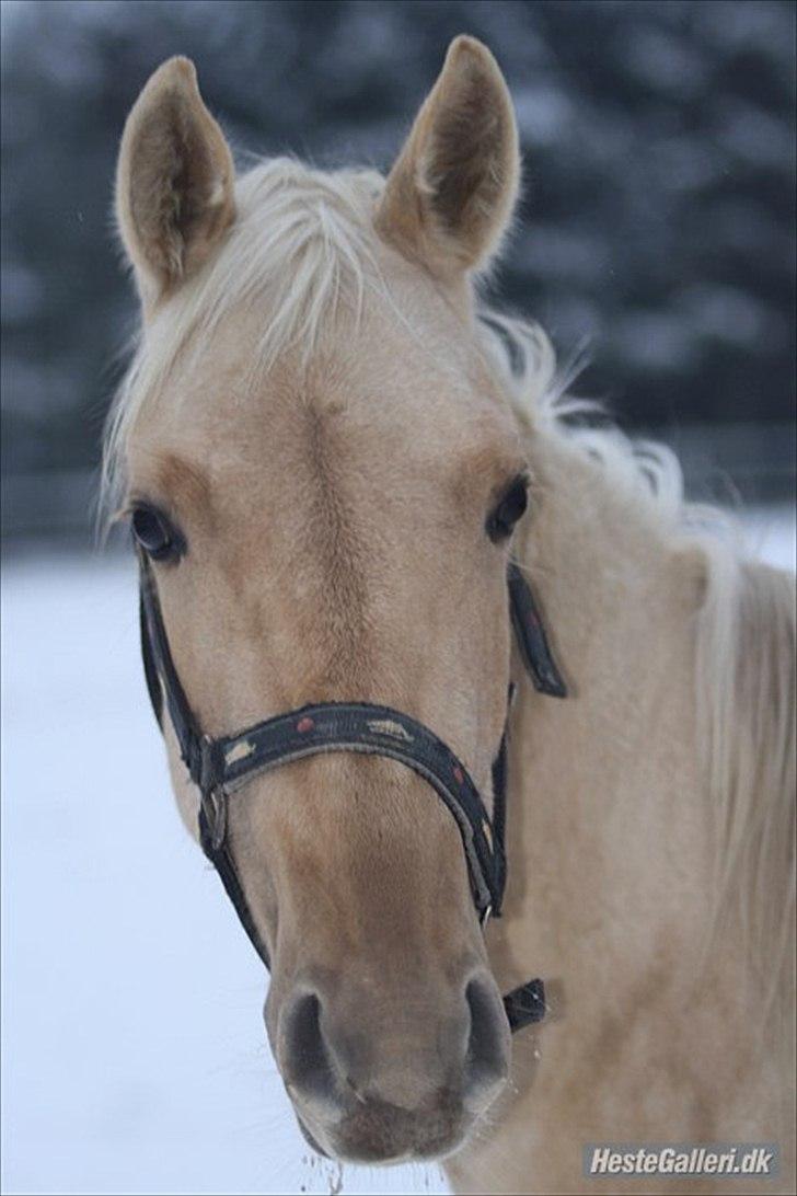Anden særlig race Zantiago/Felix (Solgt til malene) billede 1