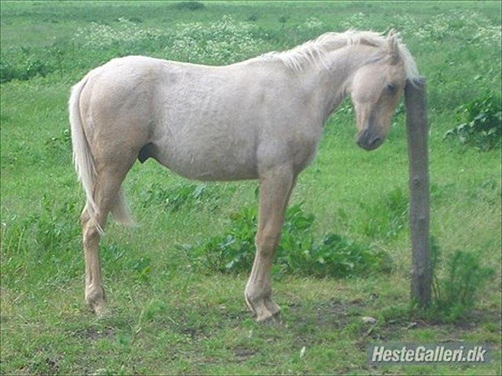 Anden særlig race Zantiago/Felix (Solgt til malene) billede 2