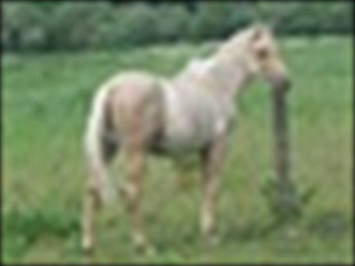 Anden særlig race Zantiago/Felix (Solgt til malene) billede 3