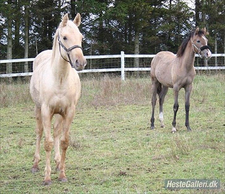 Anden særlig race Zantiago/Felix (Solgt til malene) billede 4