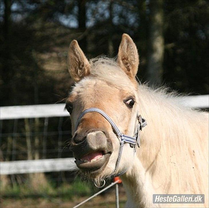 Anden særlig race Zantiago/Felix (Solgt til malene) billede 5