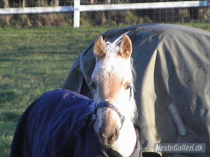 Anden særlig race Zantiago/Felix (Solgt til malene) billede 6