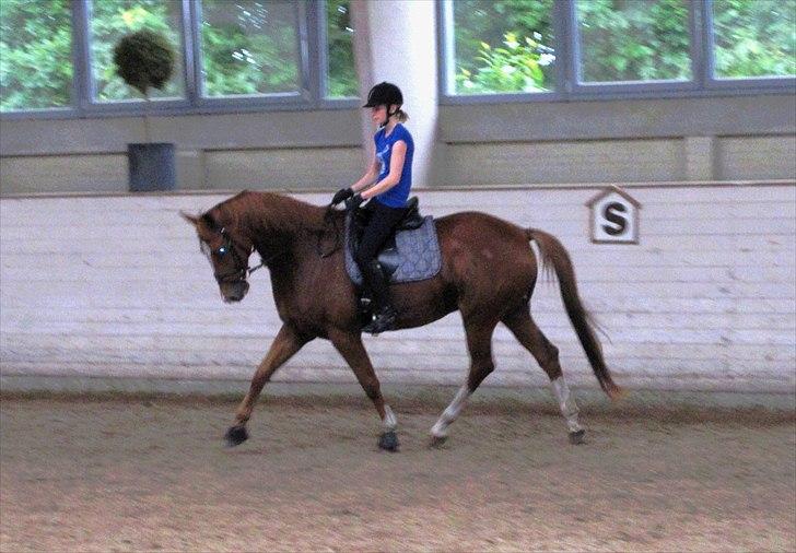 Trakehner Spanggaards Nairobi - Efterår 2010 - Undervisning på Blue Hors (Undskyld den dårlige kvalitet) billede 18