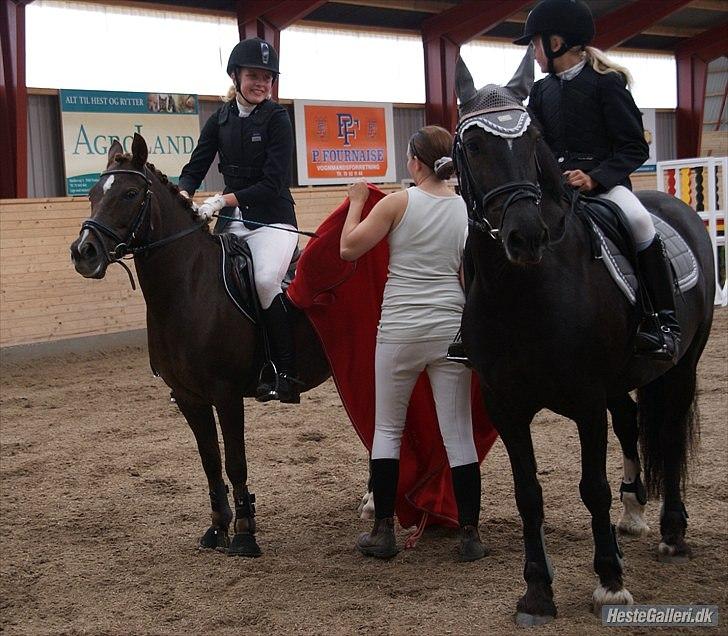 Anden særlig race Picasso  - Klubmesterskab 1. plads :D August 2010 billede 2