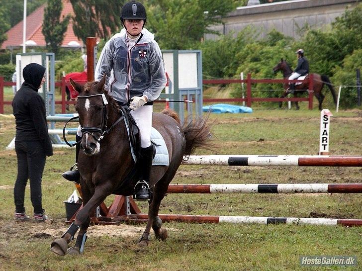 Anden særlig race Picasso  - Ponyuge 2010 billede 3