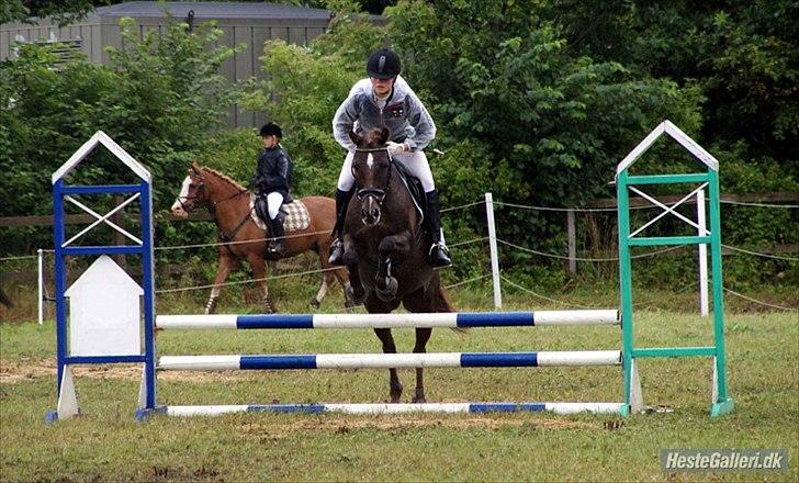 Anden særlig race Picasso  - Ponyuge 2010 billede 4