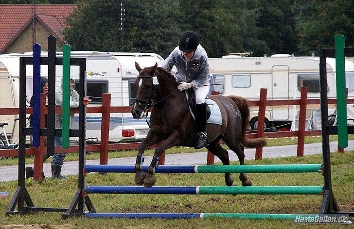 Anden særlig race Picasso  - Ponyuge 2010 billede 6