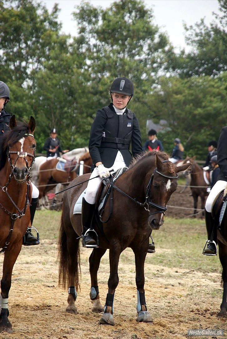 Anden særlig race Picasso  - Lb 7. plads :D Ponyuge 2010 billede 8
