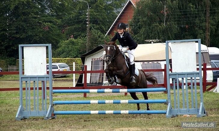 Anden særlig race Picasso  - Ponyuge 2010 billede 9