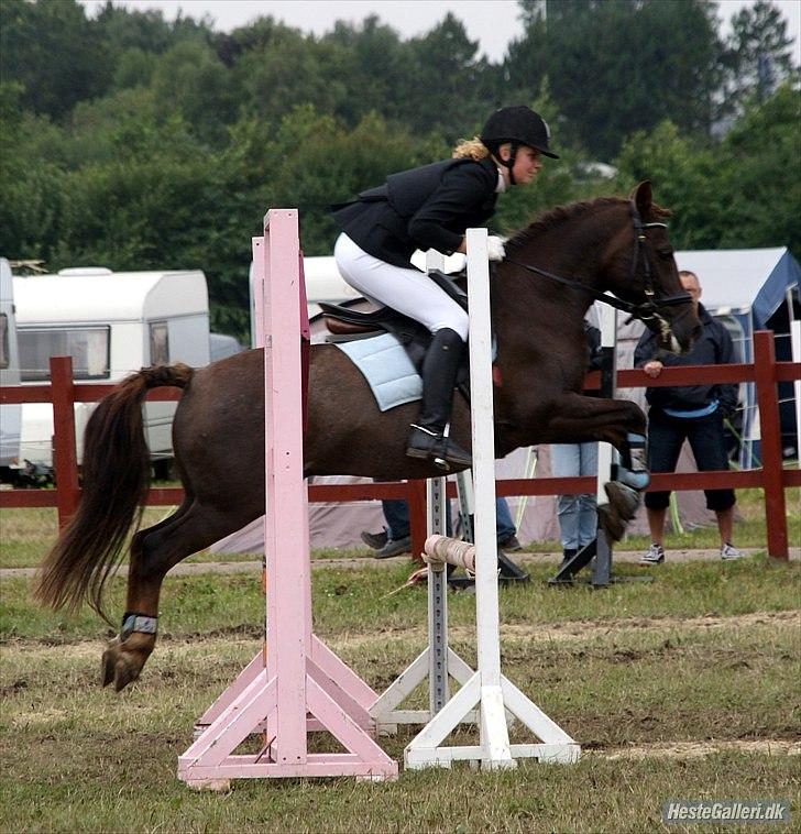 Anden særlig race Picasso  - Ponyuge 2010 billede 11