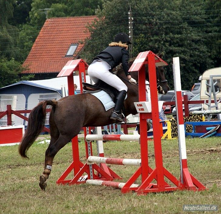 Anden særlig race Picasso  - Ponyuge 2010 billede 12