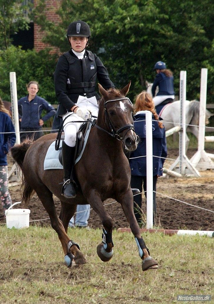 Anden særlig race Picasso  - Ponyuge 2010 billede 13