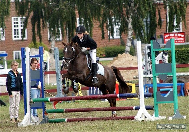 Anden særlig race Picasso  - Ponyuge 2010 billede 14