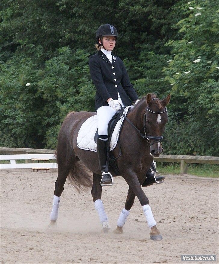 Anden særlig race Picasso  - Ponyuge 2010 billede 15