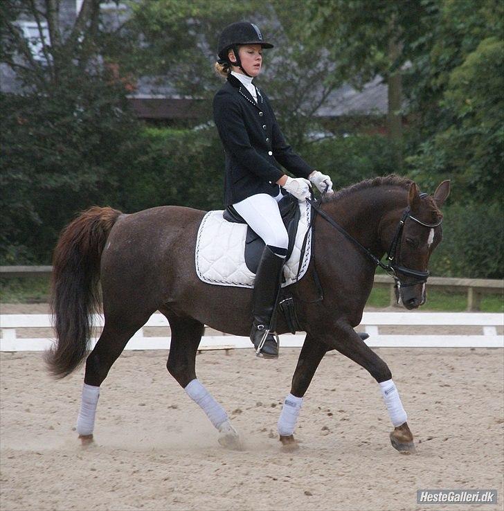 Anden særlig race Picasso  - Ponyuge 2010 billede 16