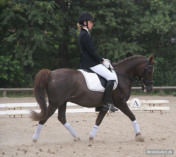 Anden særlig race Picasso  - Ponyuge 2010 billede 17