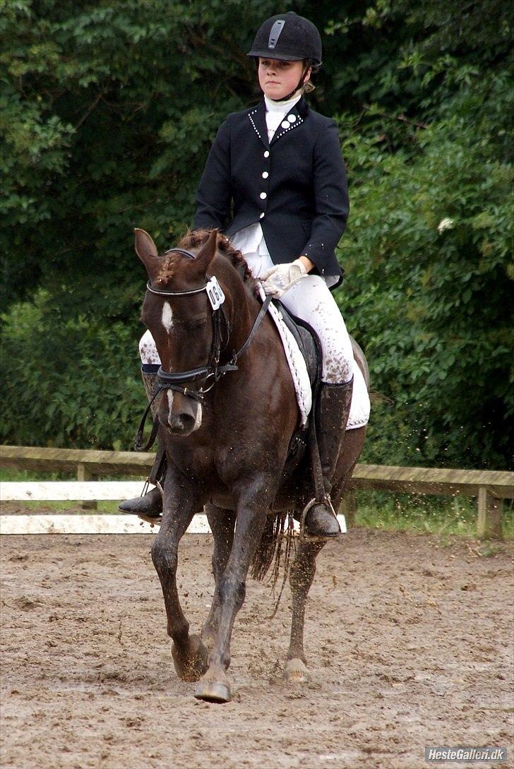 Anden særlig race Picasso  - Ponyuge 2010 billede 18