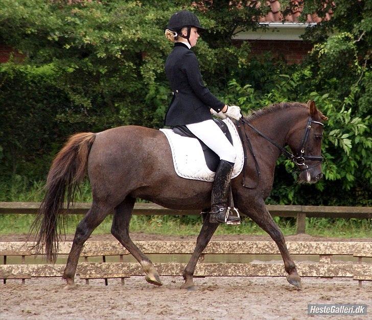 Anden særlig race Picasso  - Ponyuge 2010 billede 19