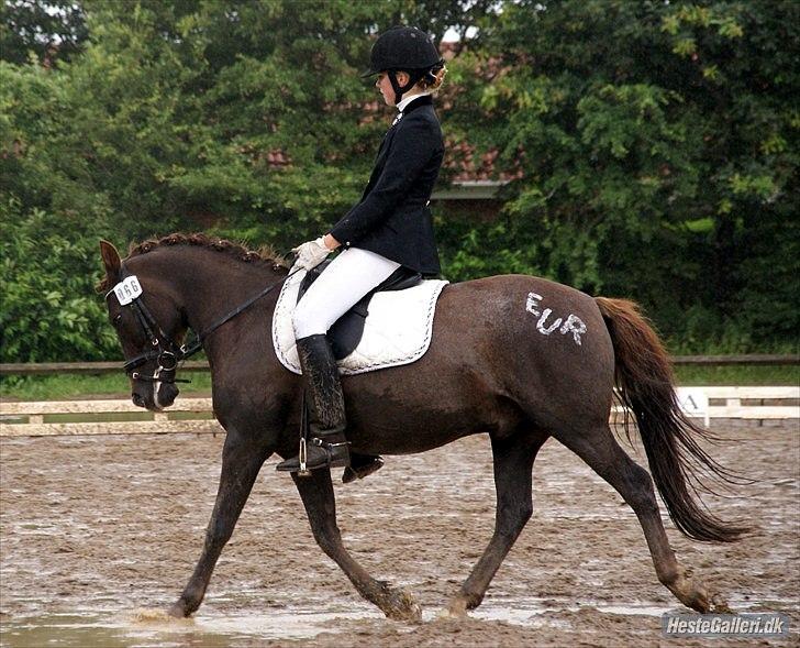 Anden særlig race Picasso  - Ponyuge 2010 billede 20