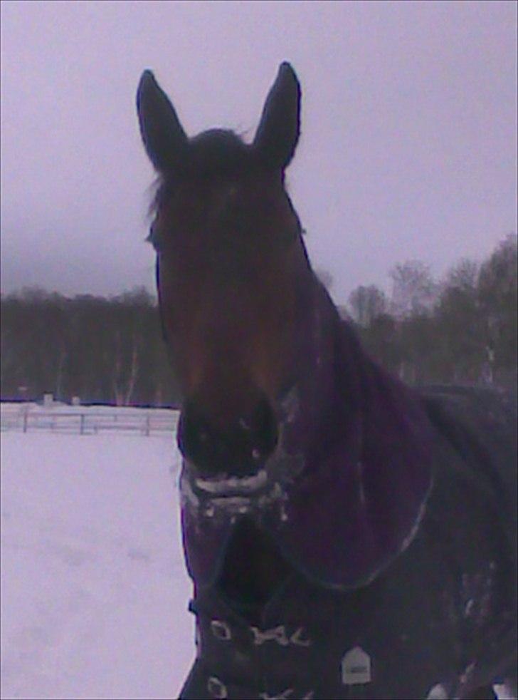 Dansk Varmblod Arrietta  - vinter 2010 billede 20