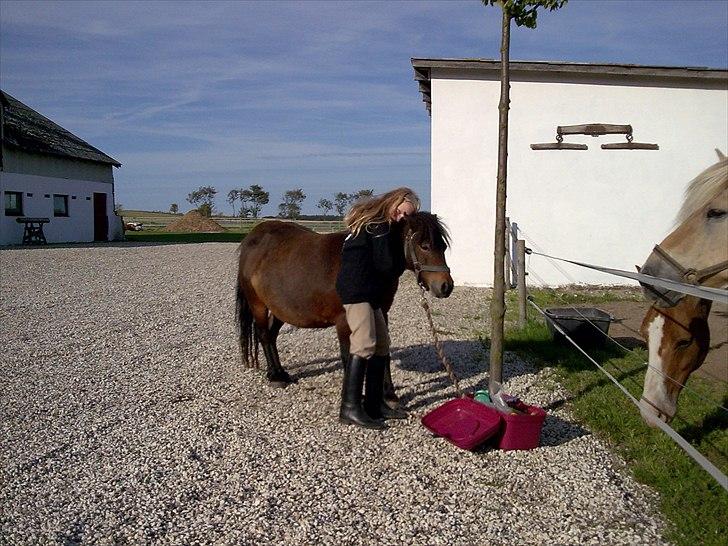 Shetlænder nicco - lille nicco min første pony.. billede 1