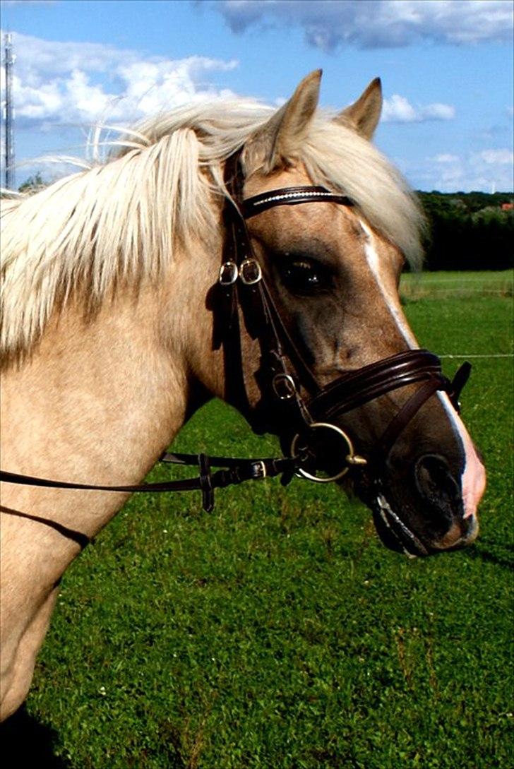 DSP Vejlebros Stella billede 10