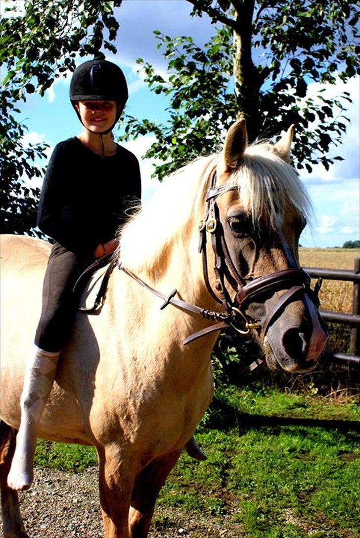 DSP Vejlebros Stella billede 9