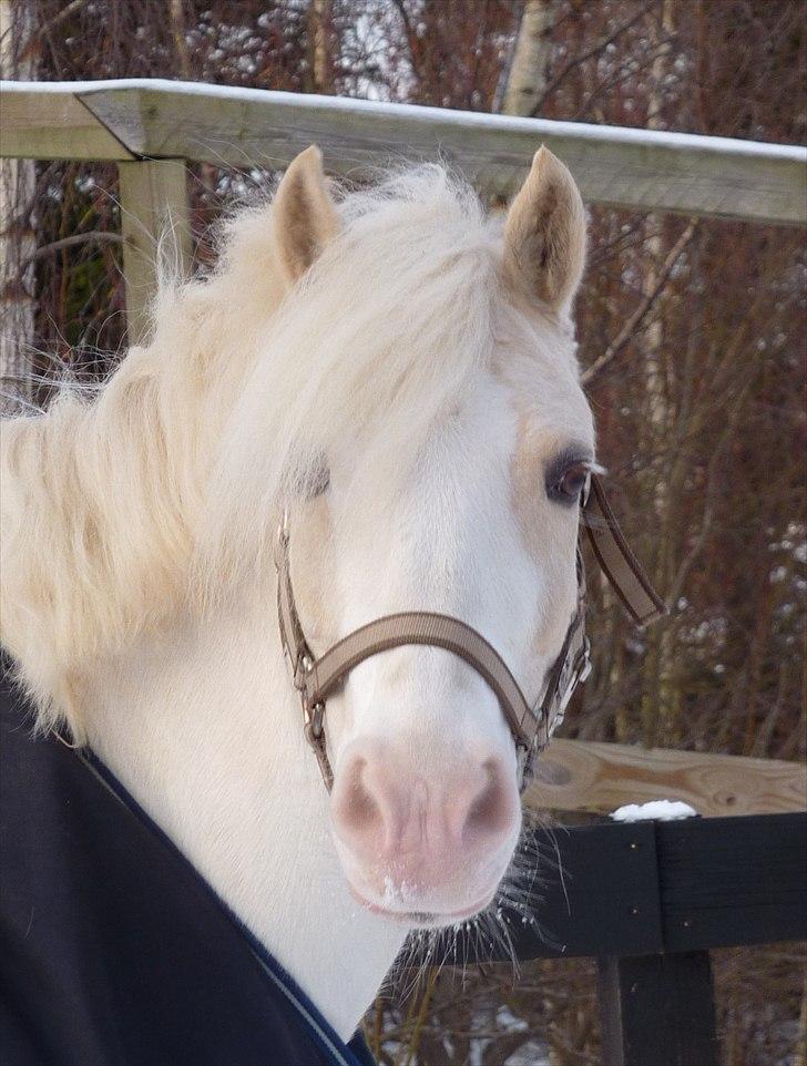 Welsh Pony af Cob-type (sec C) Rosengårdens Nakuma *B-pony* billede 12