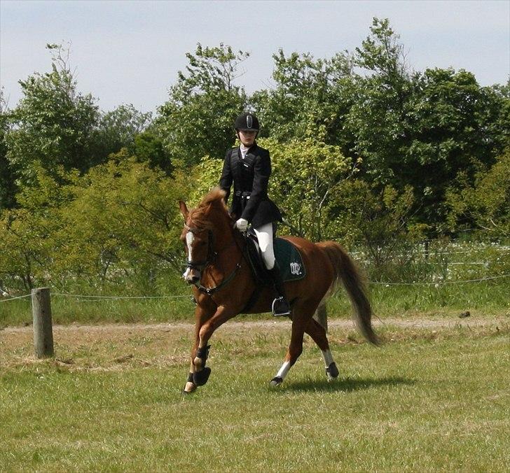 Anden særlig race Fjalar Eagle - Springstævne i Blåbjerg billede 9