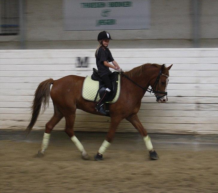 Anden særlig race Fjalar Eagle - Line og Fjalle billede 10