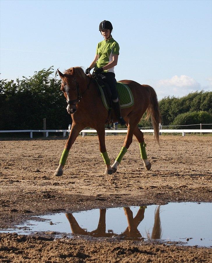 Anden særlig race Fjalar Eagle - Der trænes sommer 2010 billede 11