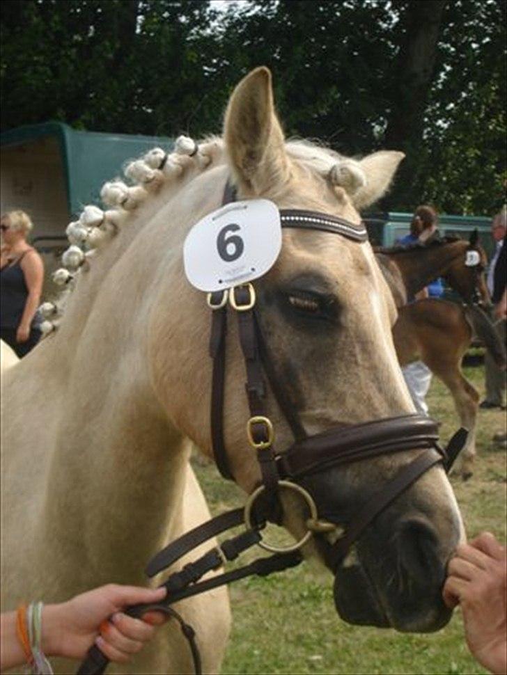 DSP Vejlebros Stella billede 13