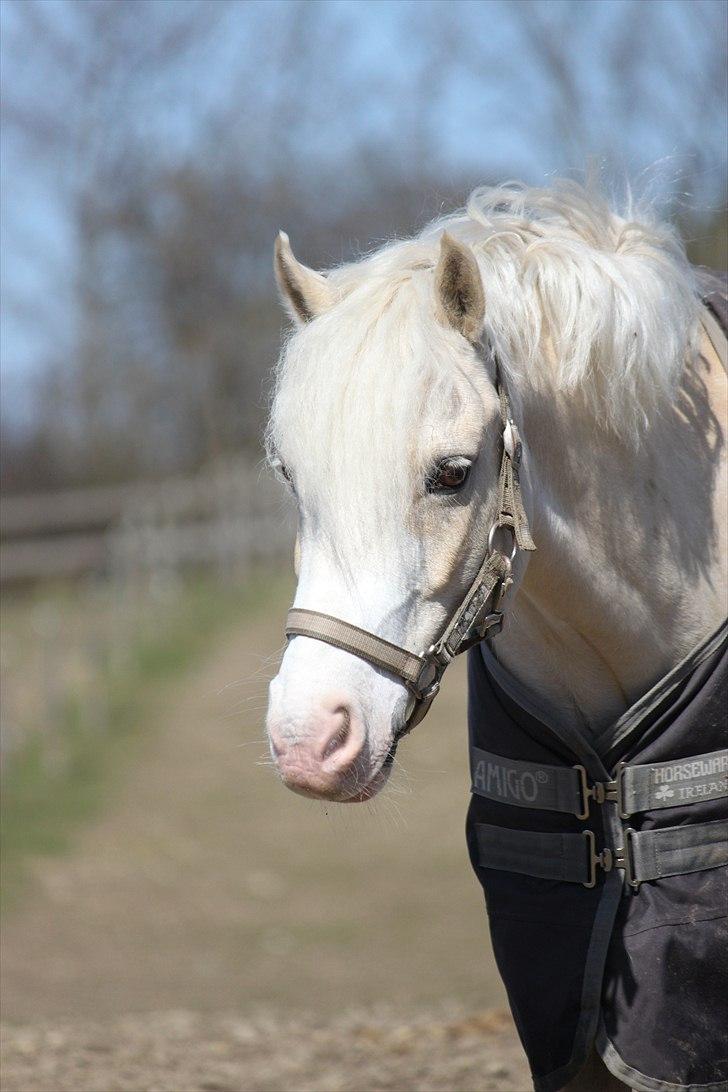 Welsh Pony af Cob-type (sec C) Rosengårdens Nakuma *B-pony* billede 4