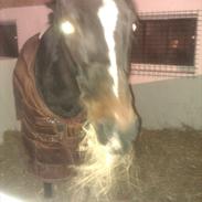 Hollandsk Varmblod kimberly solgt