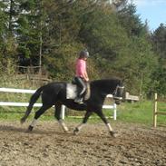 Anden særlig race Wonder