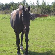 Anden særlig race Wonder