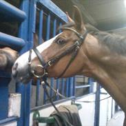 Dansk Varmblod Yorkshire